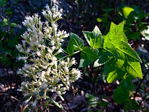 Archivo:Eupatorium rotundifolium - Roundleaved thoroughwort
