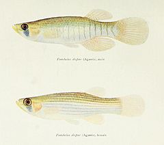 Fundulus dispar (46858198272).jpg