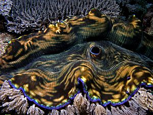 Archivo:Giant clam komodo
