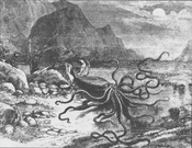 Archivo:Giant squid catalina