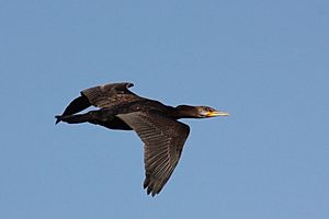 Archivo:Great cormorant (Phalacrocorax carbo) in flight