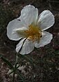 Heliantem apenninum Bassa
