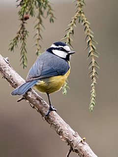 Herrerillo común (Parus caeruleus teneriffae) 1.jpg