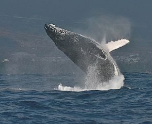Archivo:Humpback whale bis