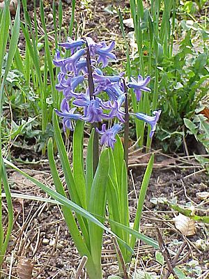 Archivo:Hyacinthus orientalis0