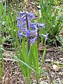 Hyacinthus orientalis0