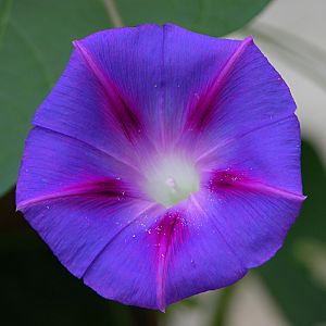 Archivo:Ipomoea purpurea 2400px