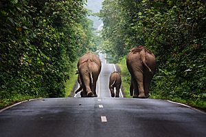 Archivo:Khaoyai 06