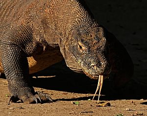 Archivo:Komodo dragon (Varanus komodoensis)