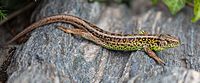 Archivo:Lagarto ágil (Lacerta agilis), Jardín Botánico, Múnich, Alemania, 2013-09-08, DD 02