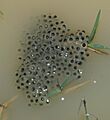 Litoria latopalmata spawn