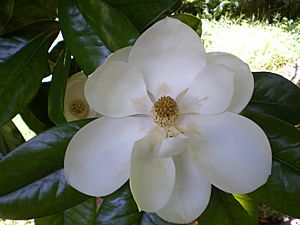 Archivo:Magnolia grandiflora flower