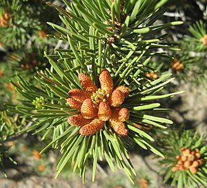 Archivo:Male cone of lodgepole pine