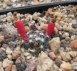 Archivo:Mammillaria coahuilensis Fruit