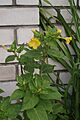 Mirabilis jalapa ў Слаўгарадзе 05