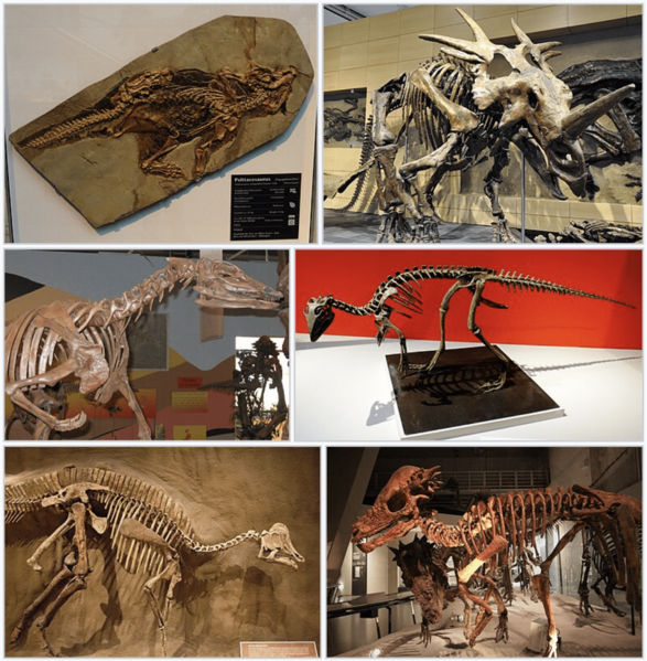 Neornithischia Infobox Panoply