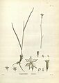 Novæ Hollandiæ plantarum specimen (Tab. 121) (8224180122)