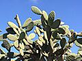 O. tomentosa 1