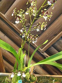 Oncidium leucochilum1.jpg