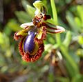 Ophrys speculum d