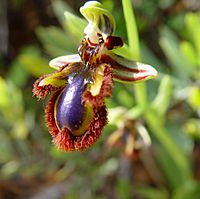 Archivo:Ophrys speculum d