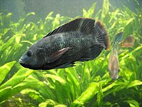Archivo:Oreochromis mossambicus