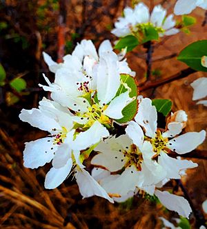 Archivo:Pear Blossom in Eastern Siberia