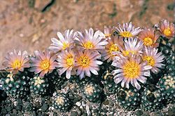 Pediocactus knowltonii fh 27 5 COL NM border in cultur B.jpg