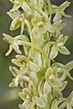 Piperia michaelii - Flickr 003