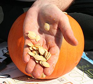 Archivo:Pumpkin seeds in hand