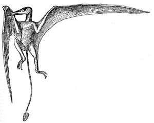 Archivo:Ramphorhynchus reconstruction Zittel 1882