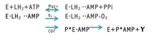 Archivo:Reacción catalizada por las enzimas de las luciérnagas.