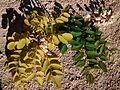 Robinia pseudoacacia 'Frisia' vs especie tipo detalle