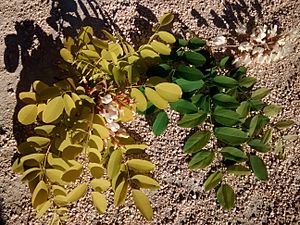 Archivo:Robinia pseudoacacia 'Frisia' vs especie tipo detalle