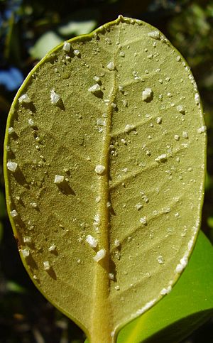 Archivo:Saltcrystals on avicennia marina var resinifera leaves