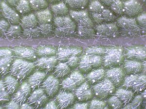 Archivo:Salvia officinalis close up