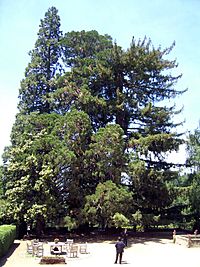 Archivo:Sequoia del Noguer, Viladrau (Sequoiadendron giganteum)