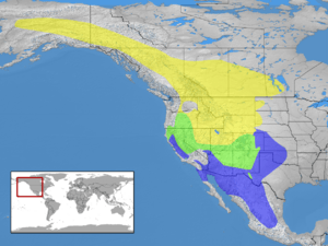Archivo:Sialia currucoides distribution