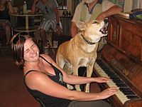 Archivo:Singing dingo