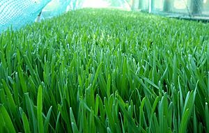 Archivo:Spelt grass grown outdoors. With a deeper green color than wheat
