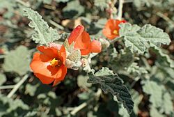 Sphaeralcea ambigua kz7.jpg