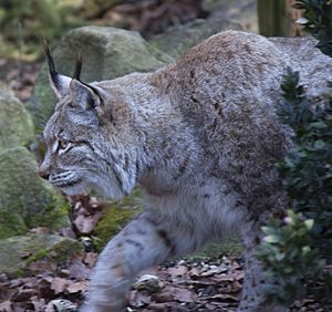 Archivo:Stalking Lynx (5516764719)