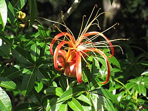 Archivo:Starr-091104-8790-plant-Adansonia madagascariensis-flowers and leaves-Kahanu Gardens NTBG Kaeleku Hana