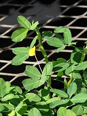 Archivo:Starr 080103-1334 Arachis pintoi