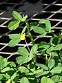 Starr 080103-1334 Arachis pintoi