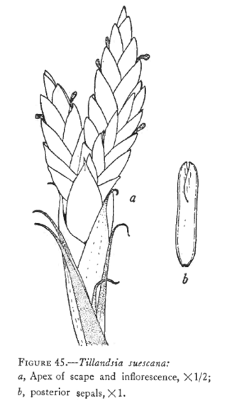 Tillandsia suescana 01.gif