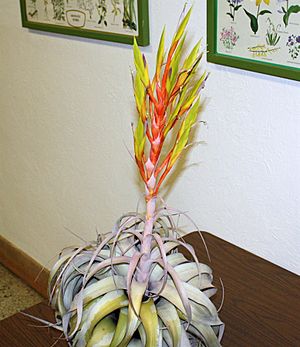 Archivo:Tillandsia xerographica 20081016