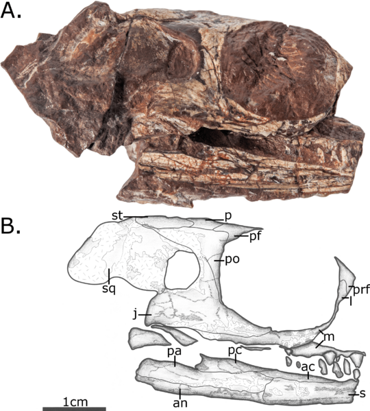 Vaughnictis smithae