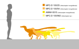 Archivo:Velociraptor size