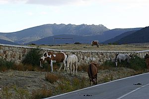 Archivo:View of siete picos from Valsain with horses 2005-09-13
